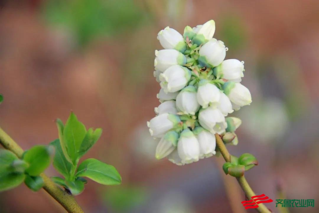 边院镇:蓝莓花开正当时,创业梦圆在田野